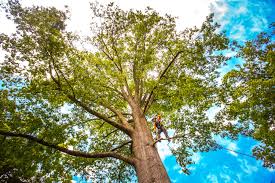 How Our Tree Care Process Works  in  Eden Prairie, MN