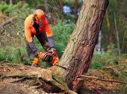 Best Aeration Services  in Eden Prairie, MN