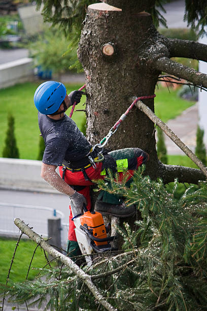Best Lawn Maintenance Plans  in Eden Prairie, MN