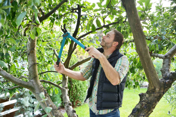 Best Tree Trimming and Pruning  in Eden Prairie, MN